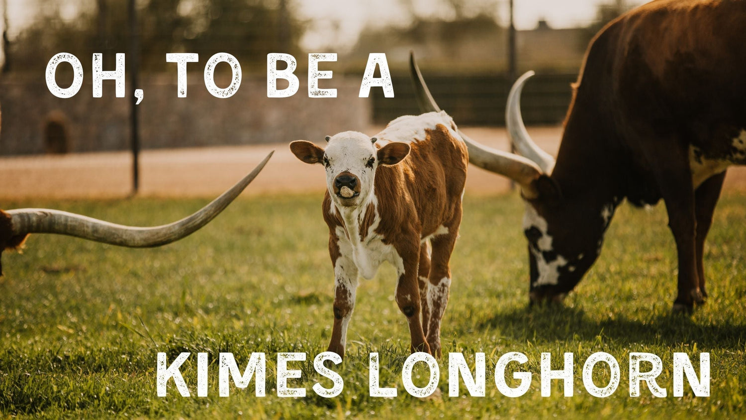 A Day in the Life of a Kimes Ranch Longhorn