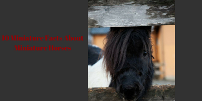 10 Miniature Facts About Mini Horses