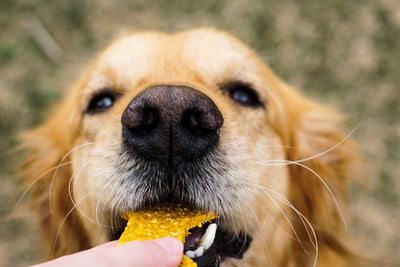 National Dog Biscuit Day: Ranch Dog Treats