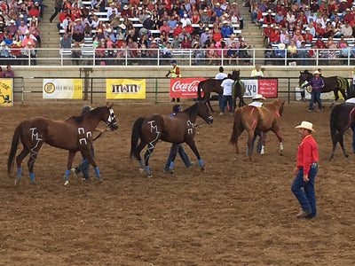 Sheridan Wyo Rodeo & The 2016 Calgary Stampede Rodeo