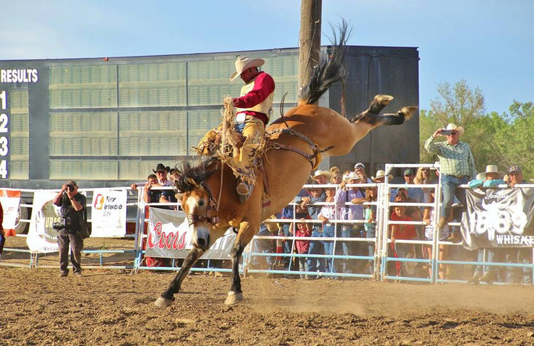 World Famous Miles City Bucking Horse Sale